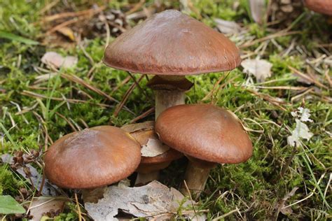 Butterpilz Suillus Luteus Picture Mushroom