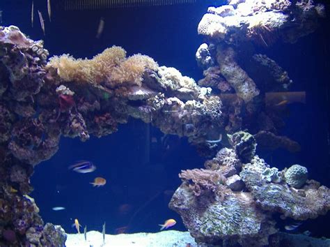 Dallas Aquarium | Dallas aquarium, Aquarium, Vegetables