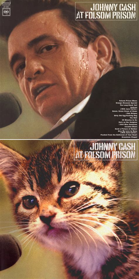 20 Famous Album Covers Reimagined With Kitten Charm Barnorama