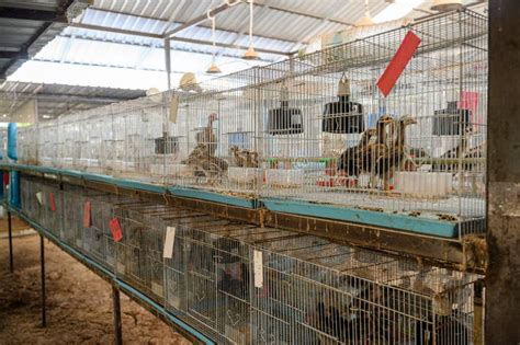 Young Chickens in Cages on Farm Stock Photo - Image of cage, fowl ...