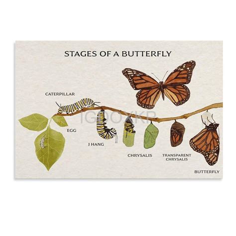 Amazon Monarch Butterfly Life Cycle Poster Stages Of Butterfly