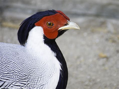 Silver Pheasant | Alexandria Zoo