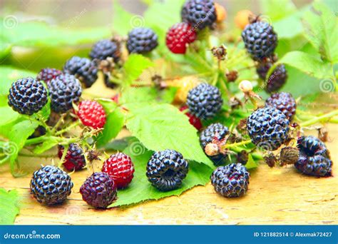 Bayas De La Frambuesa Negra Occidentalis Maduros Del Rubus Foto De