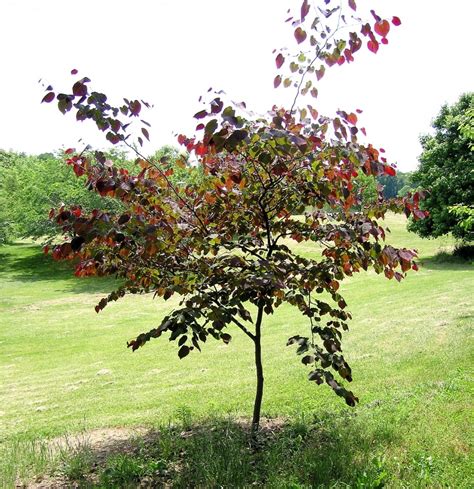 Cercis Canadensis Forest Pansy Eastern Redbud Siteone