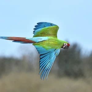 Military Macaw - Facts, Diet, Habitat & Pictures on Animalia.bio