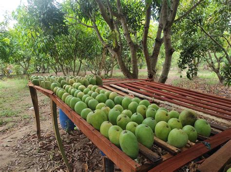 Mango Growing Season In Tamil Nadu at Mike Fahey blog