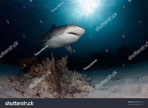 Tiger Shark On Tiger Beach Bahamas Stock Photo 680968210 Shutterstock