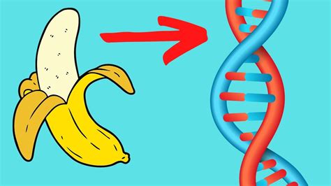 Dna From A Banana Fun Lab Or Science Activity Youtube