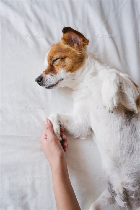 Woman Cuddling Cute Jack Russell Dog Sleeping On Bed Love For Animals