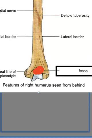 Anatomy Humerus Fossa Olecranon Youtube