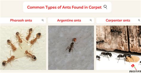 Get Rid of Ants in Carpet: Easy Tips for a Pest-Free Home - BugsTips