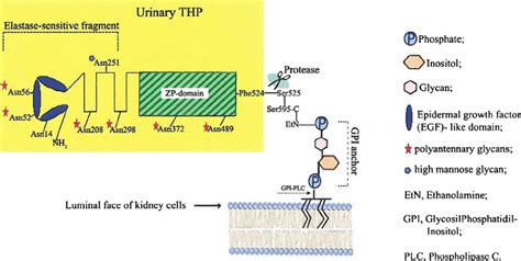 Structural Model Of Urinary Uromodulin Tamm Horsfall Protein Thp