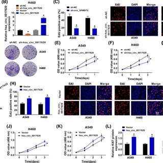 Hsa Circ Regulated Cell Proliferation Migration And Invasion