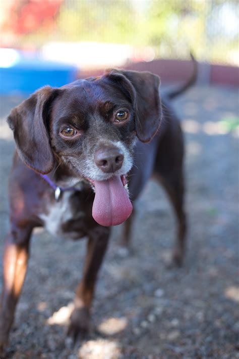 Shelter Dogs of Portland: "DUKE" beagle/ spaniel mix (american shelter dog)