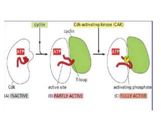 Regulación del ciclo celular | PPT