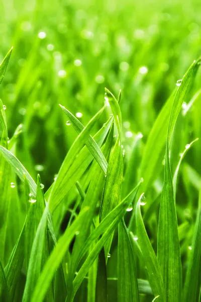 7 Simple Secrets To A Great Lawn Without Using Chemicals Sprays