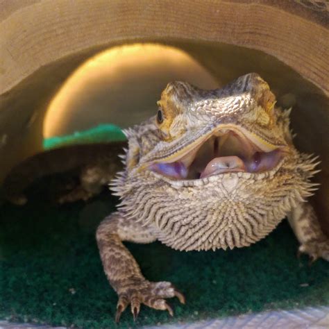 List 105 Pictures Why Does A Bearded Dragon Open Its Mouth Excellent