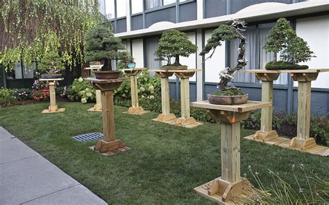 Six Ways To Keep Your Bonsai Safe In The Summer - Bonsai Outlet