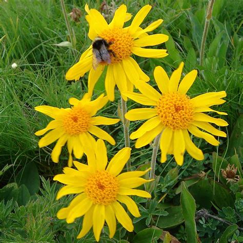 Guía De Hierbas Y Plantas Y Sus Usos Medicinales Arnica