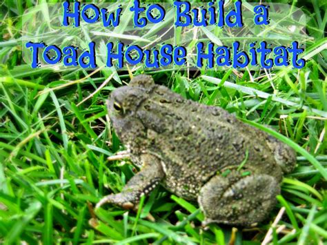 How To Build A Toad House Habitat Toad House Frog House Frog Habitat