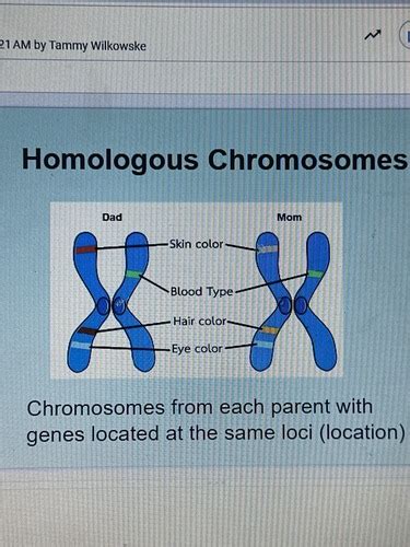 Meiosis Flashcards Quizlet