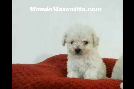 French Poodle Mini Toy Caracteristicas Y Cuidados Wow Blog