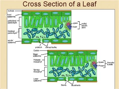 Leaf Anatomy Cross Section of a Leaf Leaf