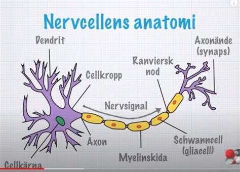 Nervsystemet Och Hormoner Flashcards Quizlet