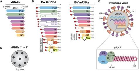 Influenza A Virus Malaysia - 13:21 mayo clinic laboratories рекомендовано вам. - kolpstyq