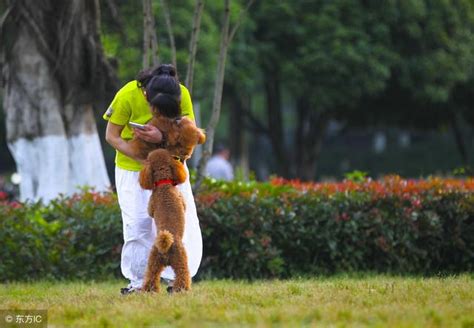 懲罰泰迪犬時，5個禁忌絕不能犯！ 每日頭條