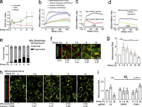 Laminar Shear Induced Mitochondrial Remodeling A MAECs Treated With