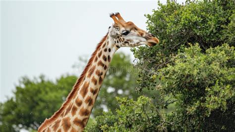 A Giraffe Is Eating Leaves From A Tree Stock Illustration