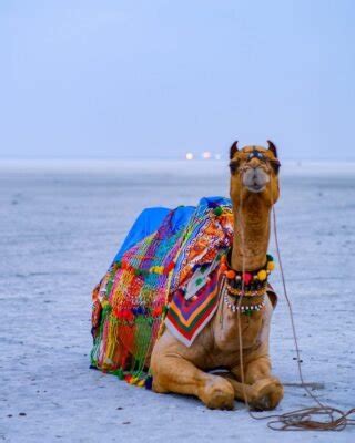 Rann of Kutch - HikerWolf