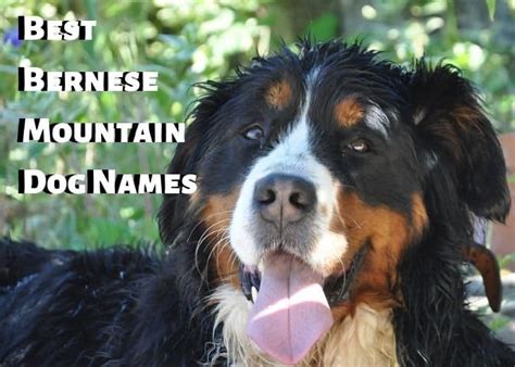 Best Swiss Names for a Bernese Mountain Dog - PetHelpful - By fellow ...