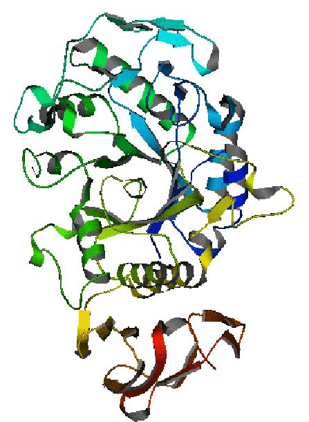 Amylase Structure