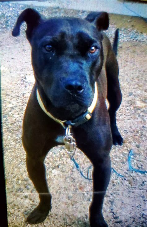 Lost Black pitbull terrier mix - WDEF