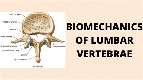 Lumbar Vertebrae Mammillary Process