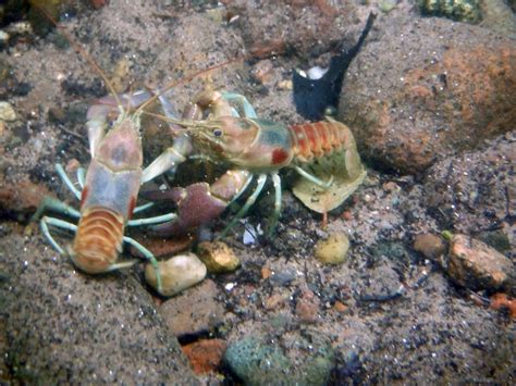 Invasive rusty crayfish may be responsible for their own demise - Earth.com