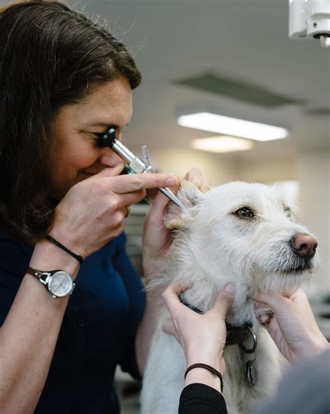 Stress Free Introduction To Ear Exams Bentons Road Vet