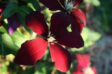 Light And Shadow On Niobe Clematis 06092008 Larsongarden Flickr