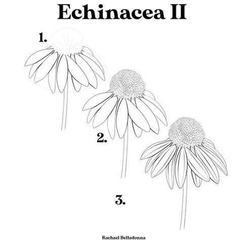 Echinacea Flower Tutorial