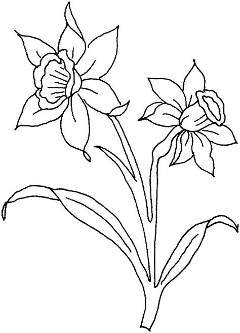 Desenho Para Colorir E Imprimir De Flor De Narciso Porn Sex Picture