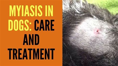 Care and Treatment for Pets with Myiasis [Upd. 2 days ago]