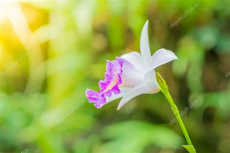 Orqu Dea Terrestre Arundina Graminifolia Color Blanco Y Rosa De La