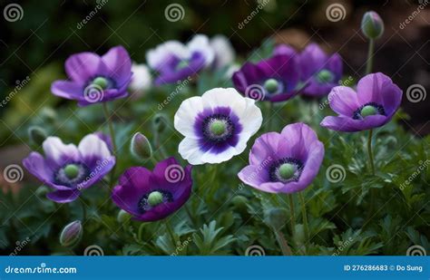 A Beautiful Photograph Of Anemone Coronaria Stock Illustration