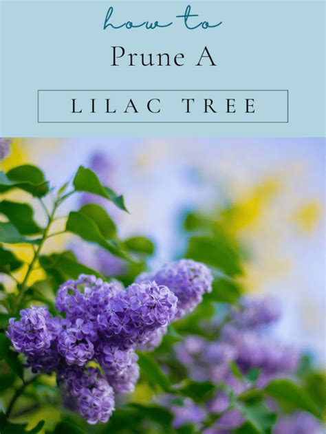 How to Prune a Lilac Tree - Crafty Little Gnome