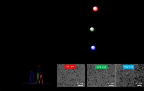 Characterization Of The Cqd Pos Cqds Neut And Cqd Neg A Schematic