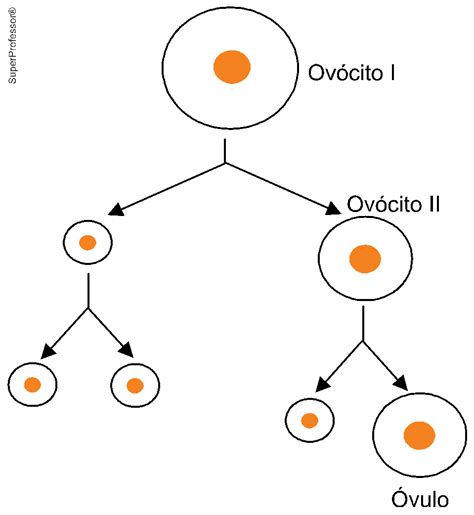 Quest O Unip Biologia Comunica O O Aluno Respondida E