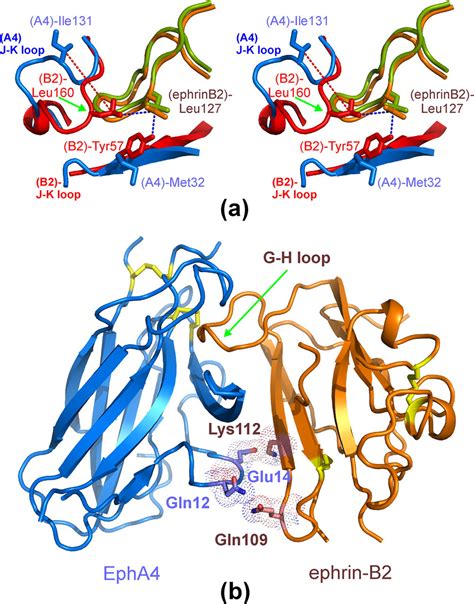 Structural Characterization Of The Epha Ephrin B Complex Reveals New