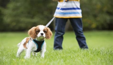 My Dog Pulls On Leash Training Tips For Walking On A Leash